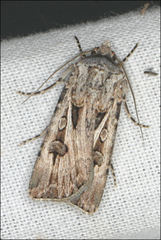 Agrotis radians