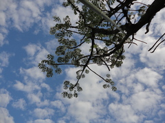 Cecropia pachystachya
