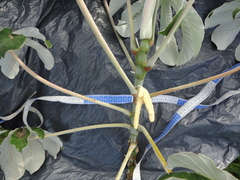 Cecropia pachystachya