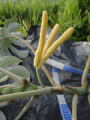 Cecropia pachystachya