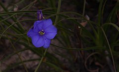 Aristea juncifolia
