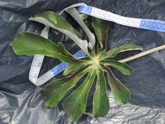 Cecropia pachystachya
