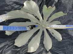 Cecropia pachystachya
