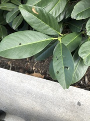 Wilsonomyces carpophilus