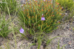 Aristea juncifolia