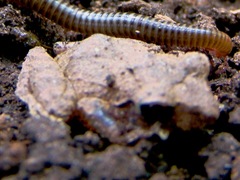 Pristimantis taeniatus