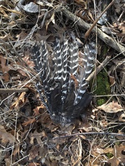Meleagris gallopavo