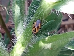 Plagiognathus moerens