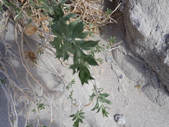 Xylorhiza