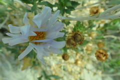 Xylorhiza