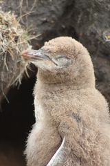Megadyptes antipodes