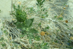 Xylorhiza