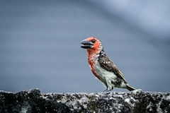 Lybius vieilloti