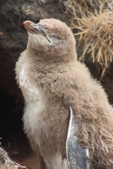 Megadyptes antipodes