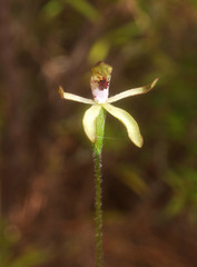 Caladenia atradenia
