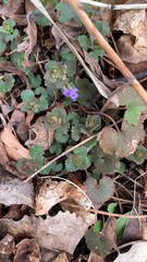 Glechoma hederacea