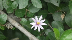 Grewia occidentalis occidentalis