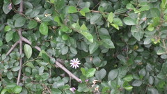 Grewia occidentalis occidentalis