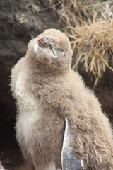 Megadyptes antipodes