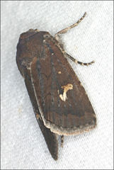 Proteuxoa bistrigula