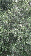Grewia occidentalis occidentalis
