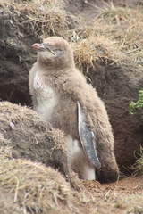 Megadyptes antipodes