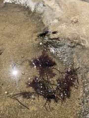 Sargassum muticum