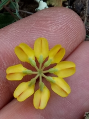 Coronilla minima image