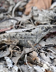 Anolis sagrei