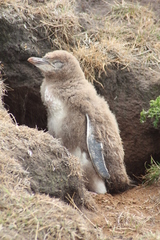 Megadyptes antipodes