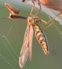 Paramantispa prolixa