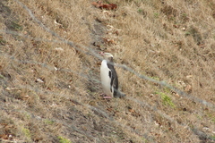 Megadyptes antipodes