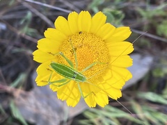 Odontura glabricauda