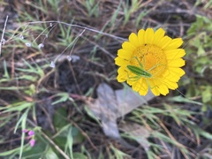 Odontura glabricauda