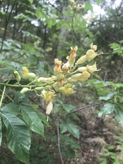 Aesculus pavia flavescens