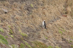 Megadyptes antipodes