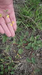 Hermannia althaeoides