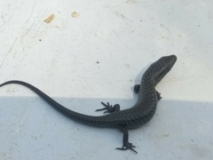 Diploglossidae