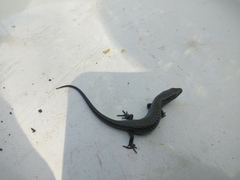 Diploglossidae