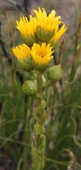 Berkheya herbacea