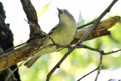 Vireo cassinii