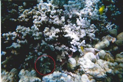 Plagiotremus ewaensis