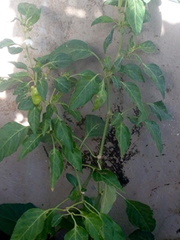 Capsicum annuum