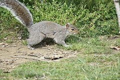 Sciurus carolinensis