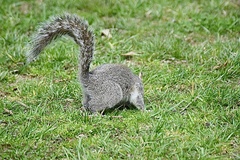 Sciurus carolinensis