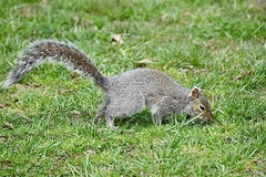 Sciurus carolinensis