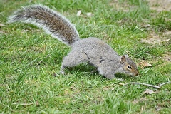 Sciurus carolinensis
