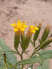 Trixis cacalioides