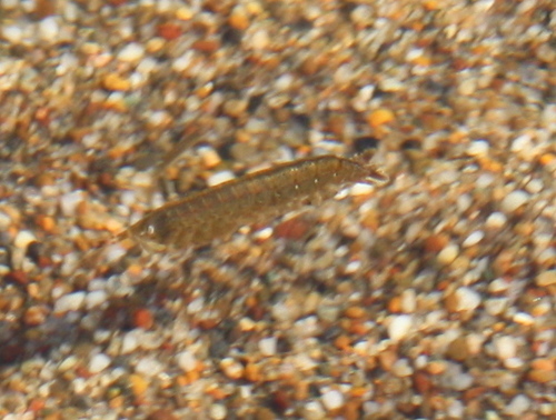 Amphipoda