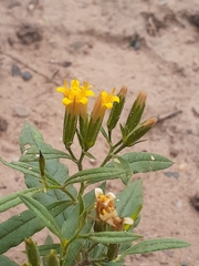 Trixis cacalioides